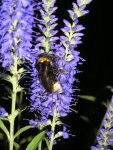 Blauer mit Hummel1.jpg