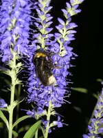 Blauer mit Hummel1.webp