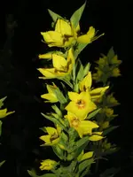 Goldfelberich.webp