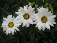 Drei Margeriten.webp