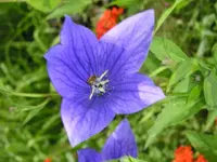 Blaue ballonblume.webp