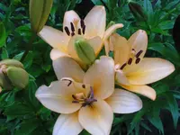 Gelbe Lilie.webp