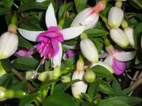 Fuchsienblüten3.webp