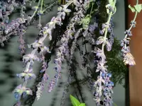 CIMG0842.webp