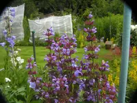 2009  Garten -6 004.webp
