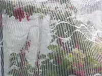 2009  Garten -6 100.webp