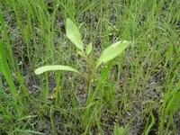 DSC00040.webp