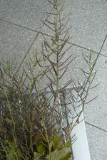 P1040224.webp