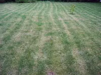Rasen nach 7 Tagen (2).webp
