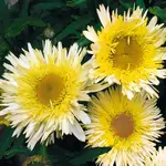 Margerite von Gärtner Ppötschke.webp