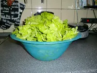 1.Mangoldernte 26.06 (4).webp