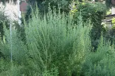 estragon2.webp