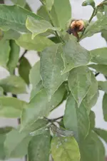 magnolia.webp