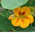Bild 095_A.webp