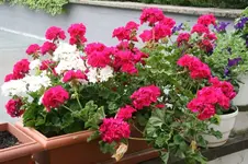 geranien.webp