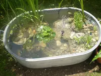 Miniteich01.webp