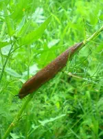 Schneckeabwrts.webp