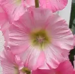 rosaStockrosenblte.webp