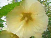 gelbeStockrosenblte.webp