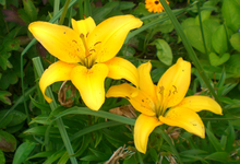 gelbeLilien.webp