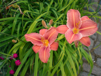 lachsfLilie.webp