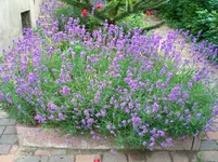 Lavendel.webp