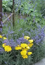 lavendel2.webp