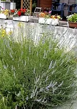 lavendel3.webp
