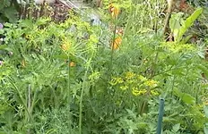 schwalbechaos.webp