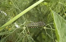 schwalbe2.webp
