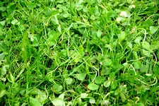 Banvel_G_27062009.webp
