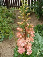 Roter Rittersporn.webp