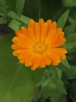 garten 09 005.webp