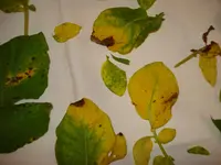 Blattkrankheit 4.webp
