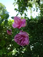 Rose 1.webp