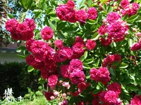 Rose 2.webp