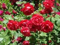 Rose 3.webp