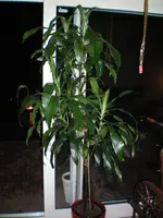 000_0007.webp