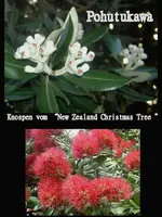 Pohutukawa v.webp