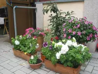 fotos 5 015.webp