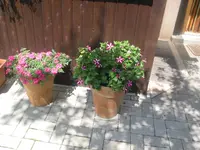 novi snimki 3 037.webp