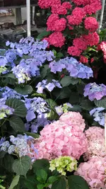 050.webp