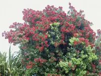 Pohutukawa 1.webp