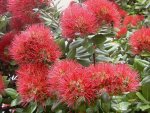 Pohutukawa Blueten v.jpg