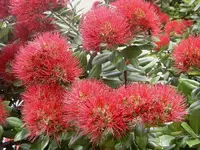 Pohutukawa Blueten v.webp