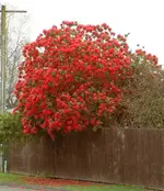 Winter 2008 558.webp