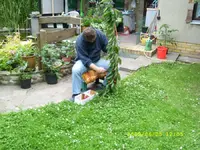 Kirschernte.webp