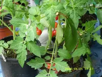 Kirschtomaten.webp