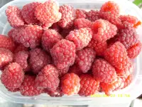 Himbeeren.webp