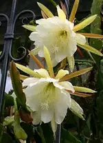 alfiwe.webp